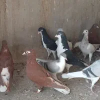 23عدد کفتر پرنده