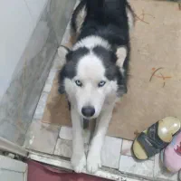 فروشی فوری|سگ|قم, ولیعصر|دیوار