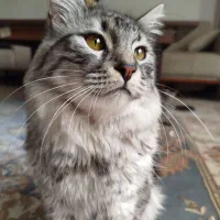 واگذاری گربه