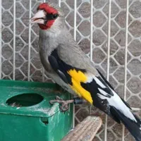 سهره سقا|پرنده|زرند, |دیوار