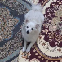 پامرین روباهی