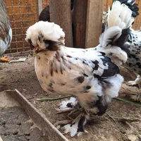 فروش مرغ و خروس سلطان تخم نطفه دار|حیوانات مزرعه|پاکدشت, حصار امیر|دیوار