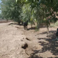 توله ۶ ماه قهدرجونی اصیل دونه ای ۳۰ ملیون|سگ|اصفهان, بهارستان|دیوار