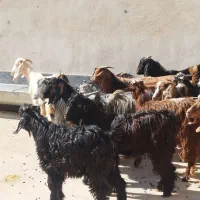 تعدادی کره نر وماده|حیوانات مزرعه|وحدتیه, |دیوار