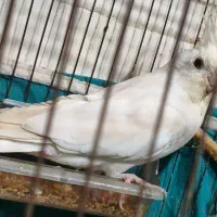 عروس پاریس دو جفت البنیو لتینیو|پرنده|حمیدیه, |دیوار