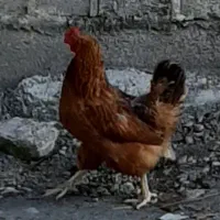 مرغ خروس|حیوانات مزرعه|رامسر, |دیوار