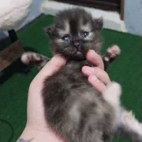 توله گربه های گوگولی