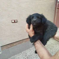 واگذاری توله نر