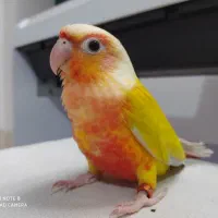 طوطی ردچیک|پرنده|مبارکه, |دیوار