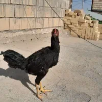 یک عدد جوجه شش ماهه خروس|حیوانات مزرعه|عطاملک, |دیوار