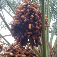 فروش خرمای پیارم