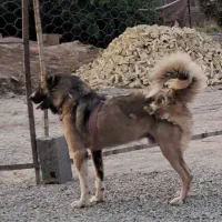 واگذاری سگ سرابی