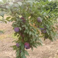 تهیه و توزیع انواع قلمه انجیر چنار توت