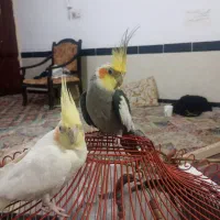 سلام یک جفت عروس هلندی دارم برای فروش