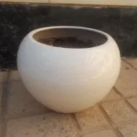 گلدان پلاستیکی وسفالی|گل و گیاه طبیعی|شاهین‌شهر, فردوسی|دیوار