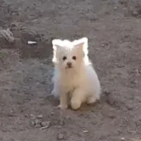 واگذاری پامر