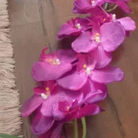 چهار عدد ارکیده خارجی به همراه دو عدد گل