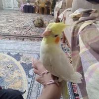 عروس هلندی