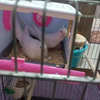 عروس هلندی البینو