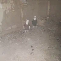 دو عدد گفتر زبیا|پرنده|قائن, |دیوار