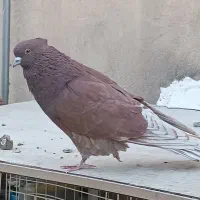 کفتر پرشی