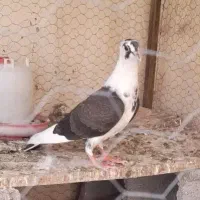 کبوتر