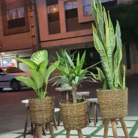 فیلندرون کنگره ای|گل و گیاه طبیعی|قم, انسجام|دیوار