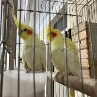 یه جفت عروس هلندی جفت شده با قفس در حال تخم گذاری|پرنده|تهران, مهرآباد جنوبی|دیوار