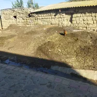 کود گوسفند (کود)|لوازم جانبی حیوانات|گرمی, |دیوار