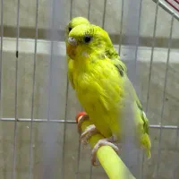 مرغ عشق نژاد ابلق