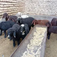 میش زاییده|حیوانات مزرعه|خمینی‌شهر, |دیوار