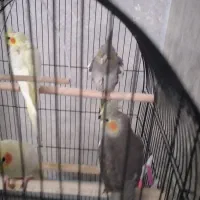 ۴ عدد عروس هلندی ۳ ماه به فروش میرسد|پرنده|رشت, سعدی (تختی)|دیوار