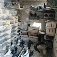 کفتر