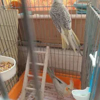 عروس هلندی جفت خورده|پرنده|اسلامشهر, مسکن مهر اسلاشهر (شهرک امام خمینی)|دیوار