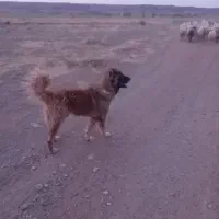 ماکو|سگ|ماکو, |دیوار