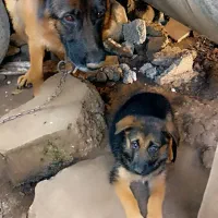 توله ژرمن دو ماهه نر