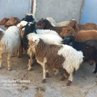 کاور ما|حیوانات مزرعه|کوزران, |دیوار