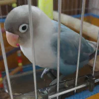 فروش طوطی برزیلی باقفس