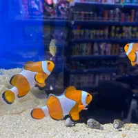 ماهی آب شور