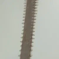 اره ماهی قدیمی|کلکسیون و سرگرمی|شهرکرد, |دیوار