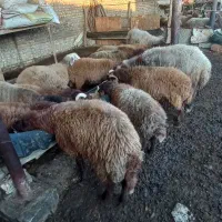 تعدادی نر بره و۲ قوچ|حیوانات مزرعه|گرگان, |دیوار