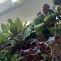 گیاهان آپارتمانی