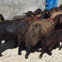 ۱۶راس میش قزل افشار زاییده