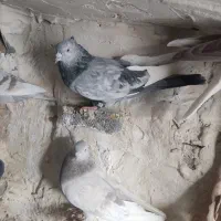 مسجدی|پرنده|درودزن, |دیوار