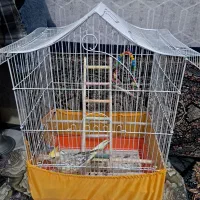 عروس هلندی.|پرنده|پاکدشت, پاکدشت (مامازند)|دیوار