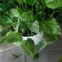 گلدون|گل و گیاه طبیعی|کرمانشاه, |دیوار