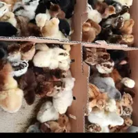 جوجه رنگی اردک جوجه محلی کاکلی گردن لختی ۳روزه|حیوانات مزرعه|سردشت, |دیوار