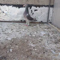 کبوتر سرکه ای|پرنده|تاکستان, |دیوار