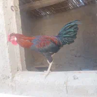 دو عدد خروس|حیوانات مزرعه|سیب و سوران, |دیوار