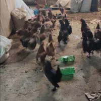 مرغ سیاه مرندی و بومی تخمگذار